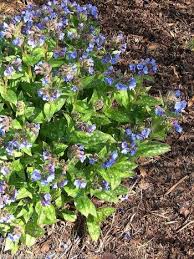 Attēlu rezultāti vaicājumam “Pulmonaria angustifolia fruit”