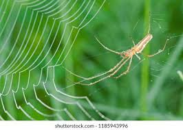 Attēlu rezultāti vaicājumam “Tetragnatha montana”