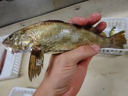 Image result for Menticirrhus americanus