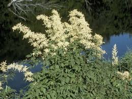 Image result for Aruncus dioicus