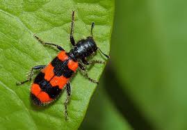 Attēlu rezultāti vaicājumam “Trichodes apiarius”