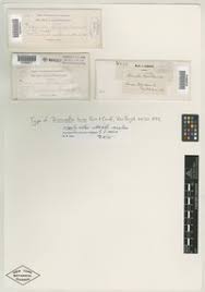 Attēlu rezultāti vaicājumam “Dicranella staphylina cells”