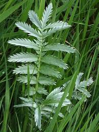 Attēlu rezultāti vaicājumam “Argentina anserina leaf”