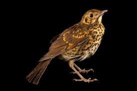 Attēlu rezultāti vaicājumam “Turdus philomelos”