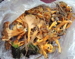 Attēlu rezultāti vaicājumam “Cantharellus lutescens”