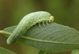 Attēlu rezultāti vaicājumam “Trichiosoma larva”