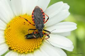 Attēlu rezultāti vaicājumam “Rhynocoris annulatus imago”