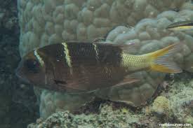 Image result for Monotaxis grandoculis