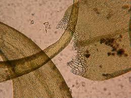 Attēlu rezultāti vaicājumam “Drepanocladus aduncus”