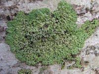 Attēlu rezultāti vaicājumam “Menegazzia terebrata”