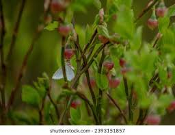 Attēlu rezultāti vaicājumam “Jodis putata”