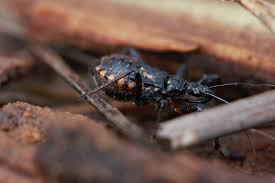 Attēlu rezultāti vaicājumam “Rhynocoris annulatus imago”