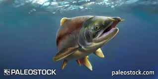Image result for Oncorhynchus