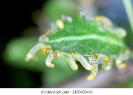 Attēlu rezultāti vaicājumam “Pristiphora maesta”