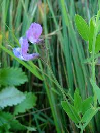 Attēlu rezultāti vaicājumam “Lathyrus palustris flower”