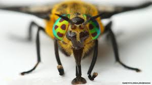 Attēlu rezultāti vaicājumam “Tabanidae”