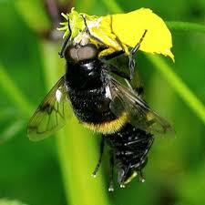 Attēlu rezultāti vaicājumam “Volucella bombylans”