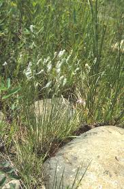 Attēlu rezultāti vaicājumam “Trichophorum alpinum fruit”