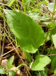 Attēlu rezultāti vaicājumam “Pulmonaria obscura leaf”