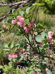 Attēlu rezultāti vaicājumam “Vaccinium uliginosum flower”