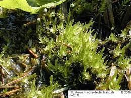 Attēlu rezultāti vaicājumam “Calliergon cordifolium”