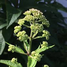 Attēlu rezultāti vaicājumam “Cnidium dubium leaf”