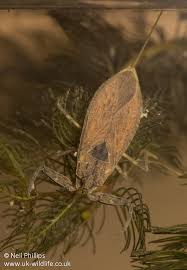 Attēlu rezultāti vaicājumam “Nepa cinerea nymph”