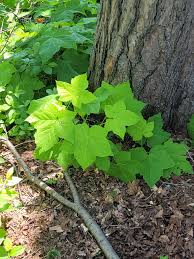 Attēlu rezultāti vaicājumam “Rubus parviflorus leaf”