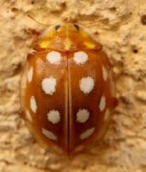 Attēlu rezultāti vaicājumam “Halyzia sedecimguttata”