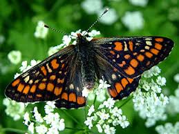 Attēlu rezultāti vaicājumam “Euphydryas maturna upperside”