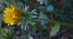 Image result for Agoseris major