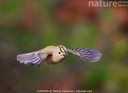 Attēlu rezultāti vaicājumam “Regulus regulus”