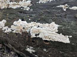 Attēlu rezultāti vaicājumam “Hyphodontia barba-jovis”