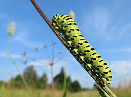 Attēlu rezultāti vaicājumam “Epirranthis diversata upperside”