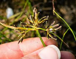 Attēlu rezultāti vaicājumam “Cyperus fuscus”