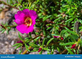 Attēlu rezultāti vaicājumam “Portulaca oleracea”