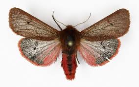 Attēlu rezultāti vaicājumam “Phragmatobia fuliginosa”