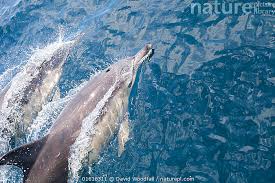 Image result for Leucopleurus acutus