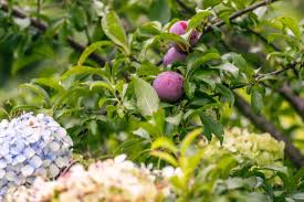 Attēlu rezultāti vaicājumam “Prunus domestica subsp. domestica leaf”