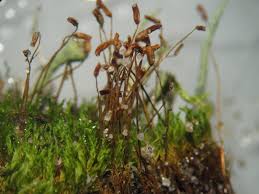 Attēlu rezultāti vaicājumam “Ptilium crista-castrensis sporophyte”