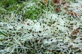 Attēlu rezultāti vaicājumam “Lophocolea heterophylla”