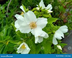 Attēlu rezultāti vaicājumam “Philadelphus lemoinei”