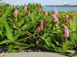 Attēlu rezultāti vaicājumam “Polygonum amphibium flower”