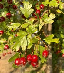 Attēlu rezultāti vaicājumam “Crataegus monogyna subsp. nordica”