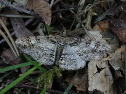 Attēlu rezultāti vaicājumam “Cleora cinctaria”