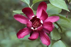 Attēlu rezultāti vaicājumam “Calycanthus floridus”