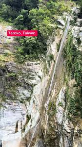 Attēlu rezultāti vaicājumam “Planaphrodes sp.”