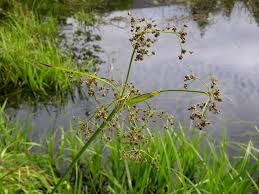Attēlu rezultāti vaicājumam “Scirpus sylvaticus fruit”
