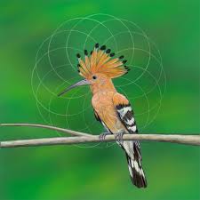 Attēlu rezultāti vaicājumam “Upupa epops”