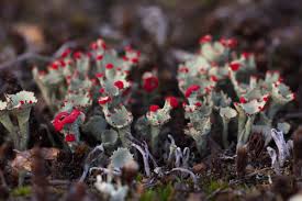 Attēlu rezultāti vaicājumam “Cladonia coccifera”